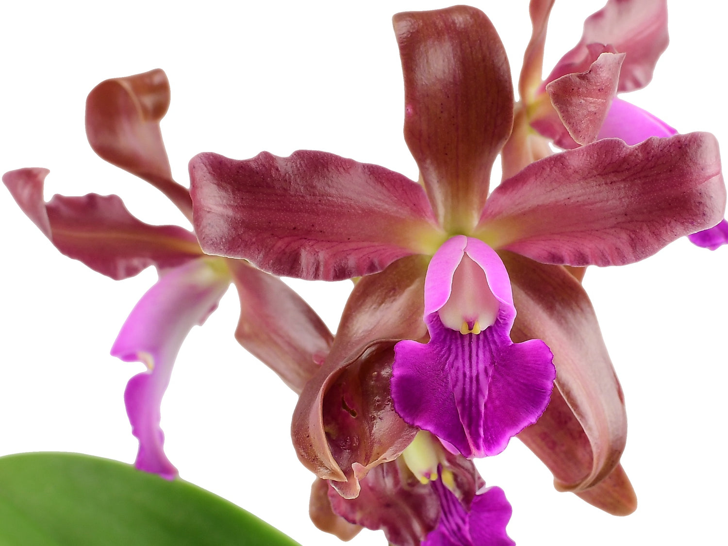 Laeliocattleya Eduardo Andrade