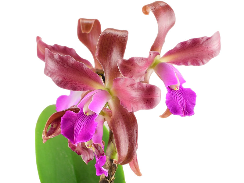 Laeliocattleya Eduardo Andrade