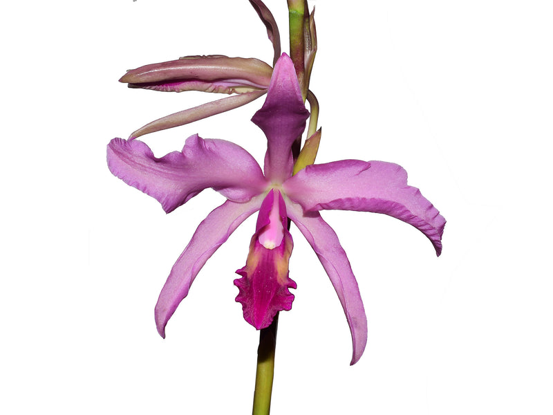 Laeliocattleya El Ranchito