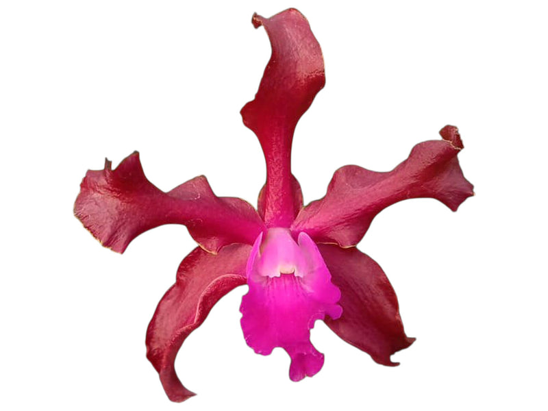 Laeliocattleya Gualaceo Bicentenario