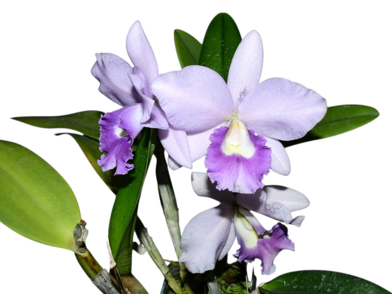 Laeliocattleya Kazuko Takamatsu