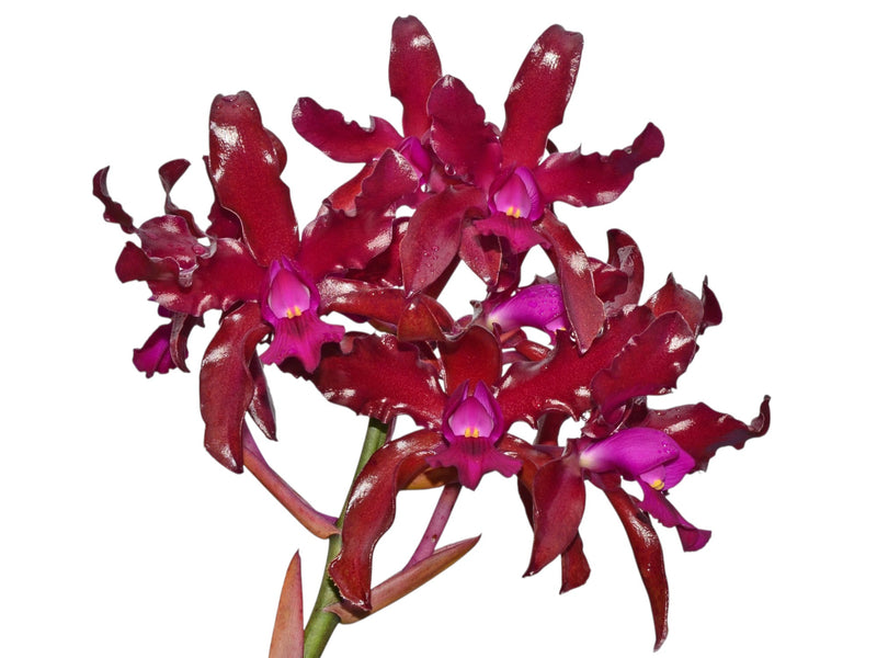 Laeliocattleya Mi Morena