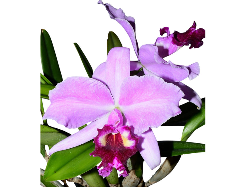 Laeliocattleya (Susana x Speciosisima)