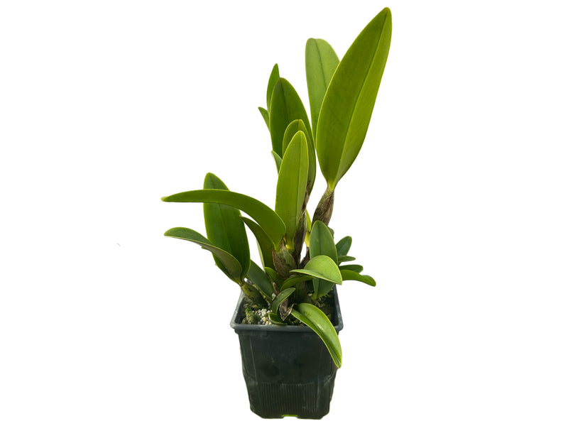 Laeliocattleya The Future is Better x Schomburgkia splendida