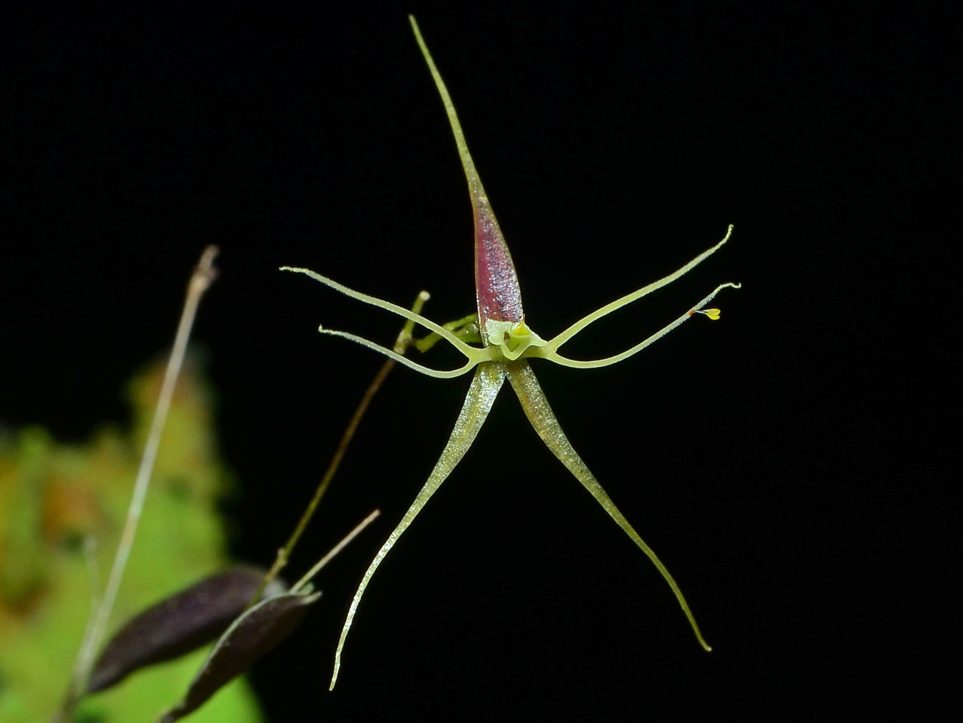 OrchiPack