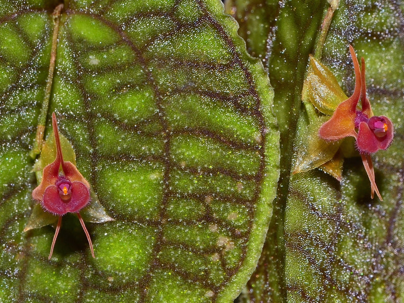 Lepanthes Jmcalsa OP in vitro