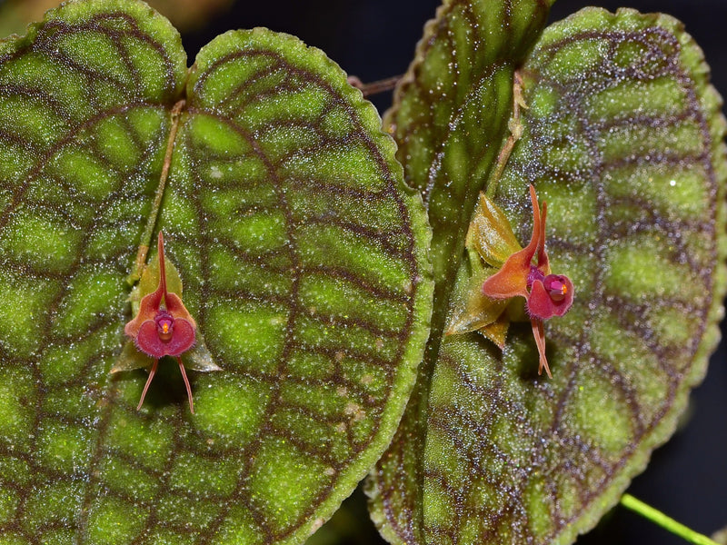 Lepanthes Jmcalsa OP in vitro