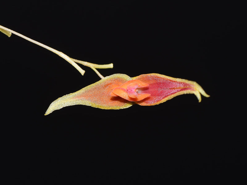 Lepanthes Barad-dur