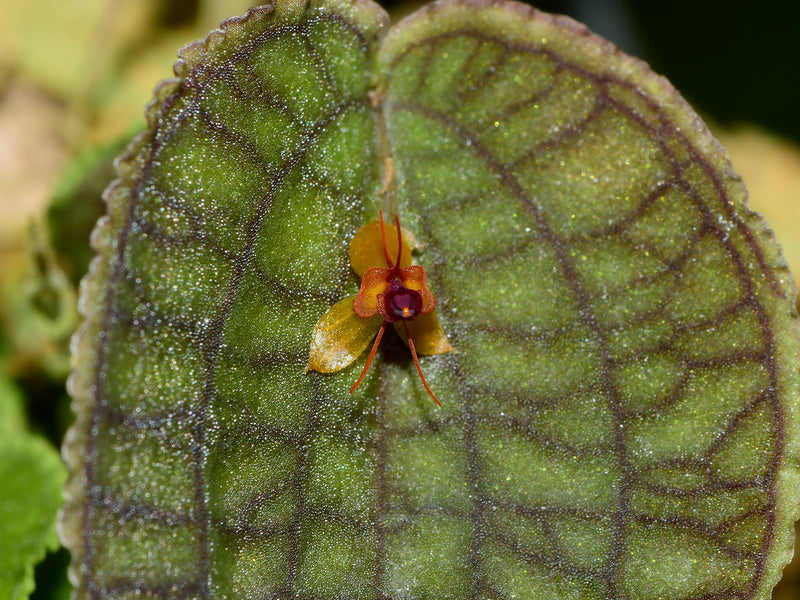 Lepanthes Ecuagenera Passion OP in vitro