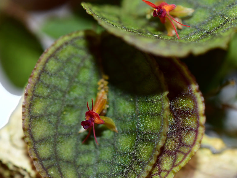 Lepanthes Ecuagenera Passion OP in vitro