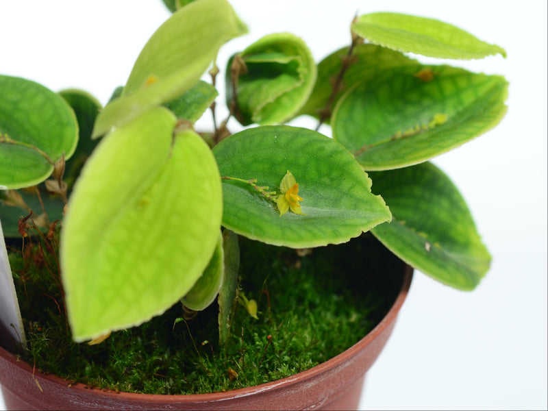 Lepanthes Ines OP in vitro