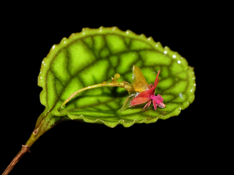 Lepanthes Nettare OP in vitro