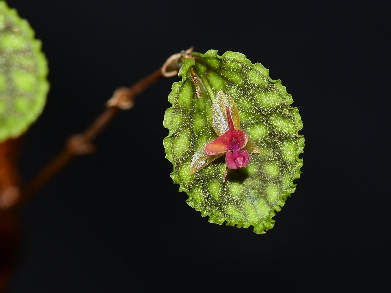 OrchiPack