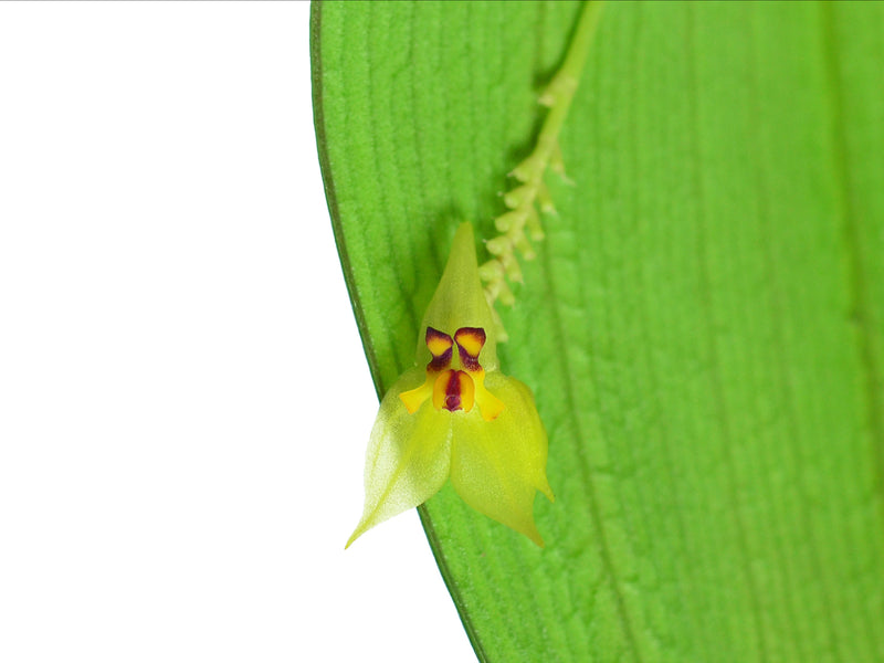 Lepanthes auriculata