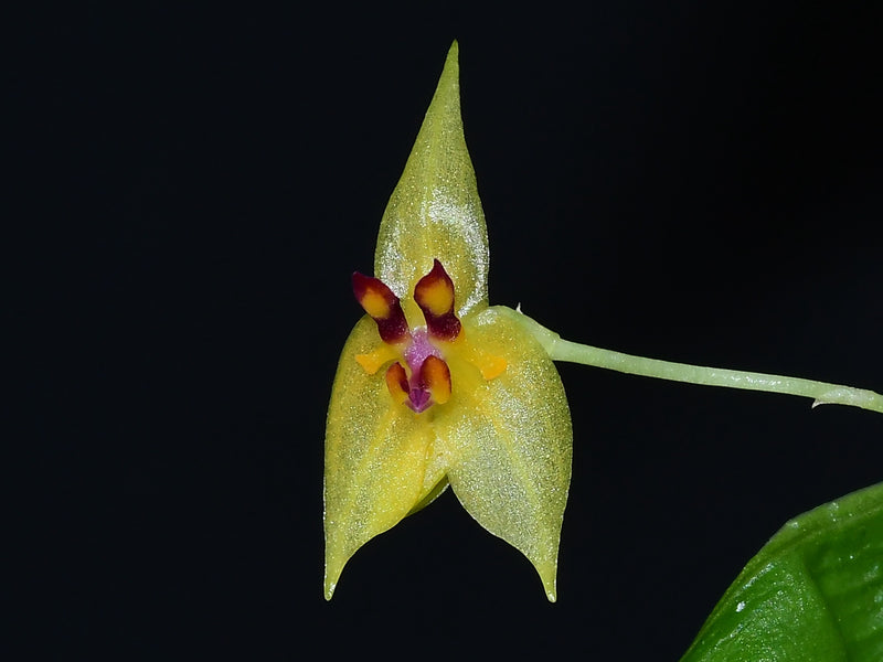 Lepanthes auriculata