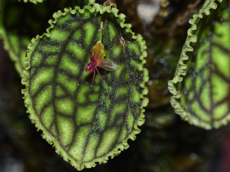 Lepanthes calodictyon