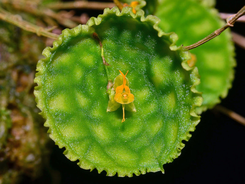 Lepanthes calodictyon f. xanthina OP in vitro