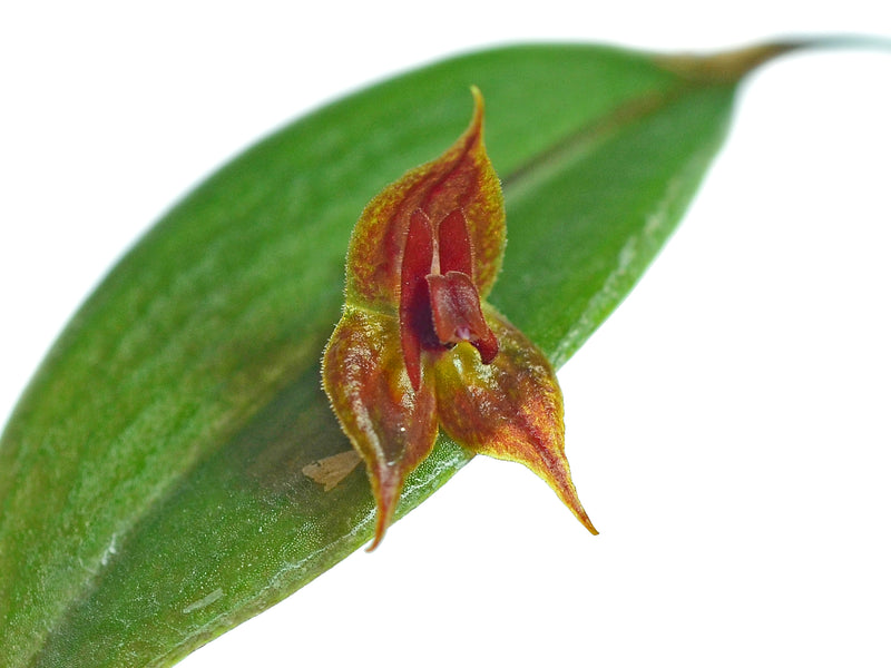 Lths. cascajalensis x pelvis