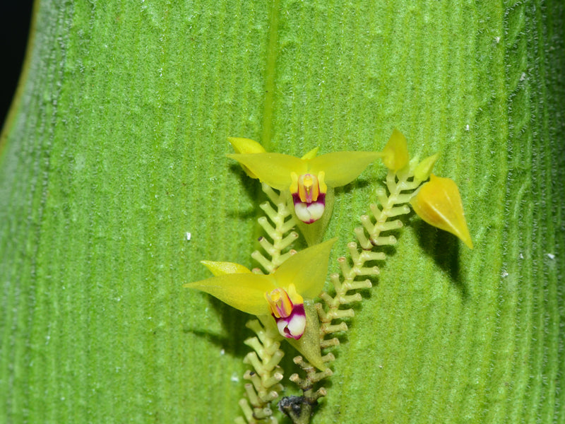 Lepanthes condorensis