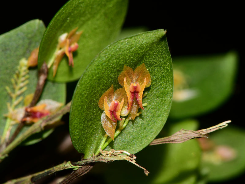 Lepanthes confusa OP in vitro