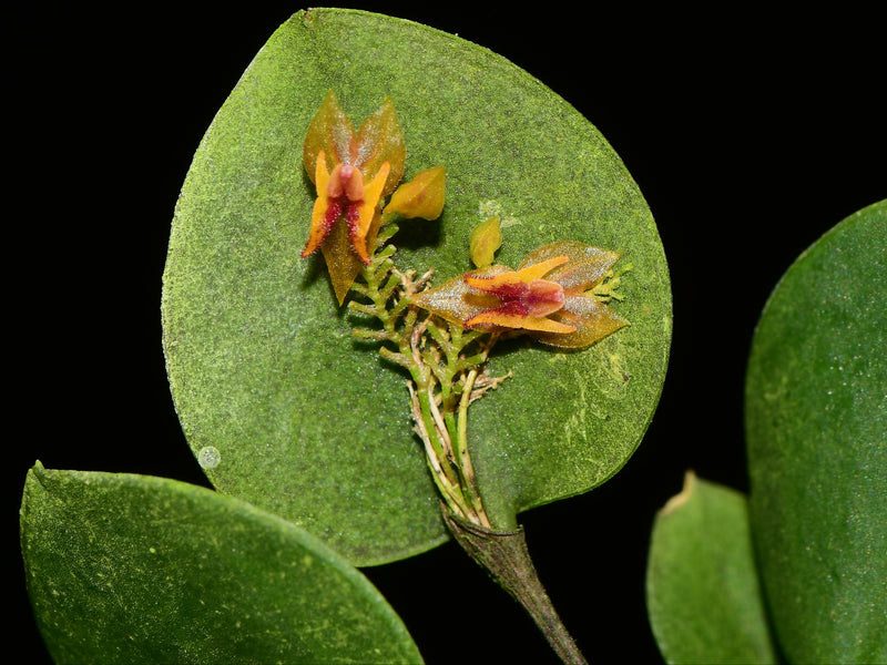 Lepanthes confusa OP in vitro