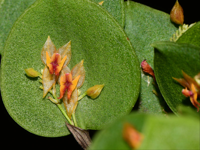 Lepanthes confusa OP in vitro