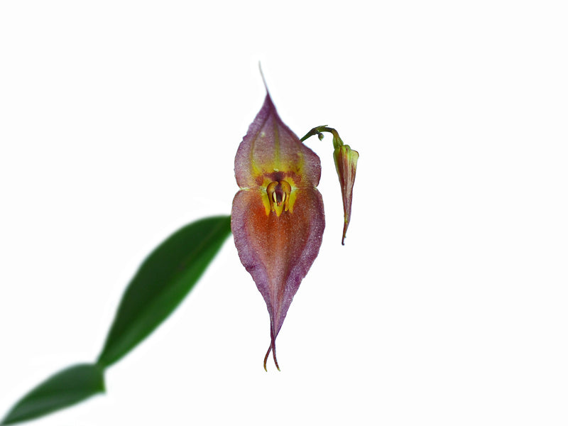 Lepanthes dalessandroi 'Pink'