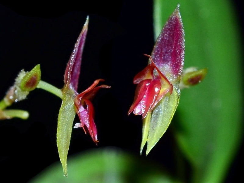 Lepanthes dictydion