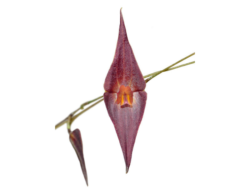 Lepanthes elegantula