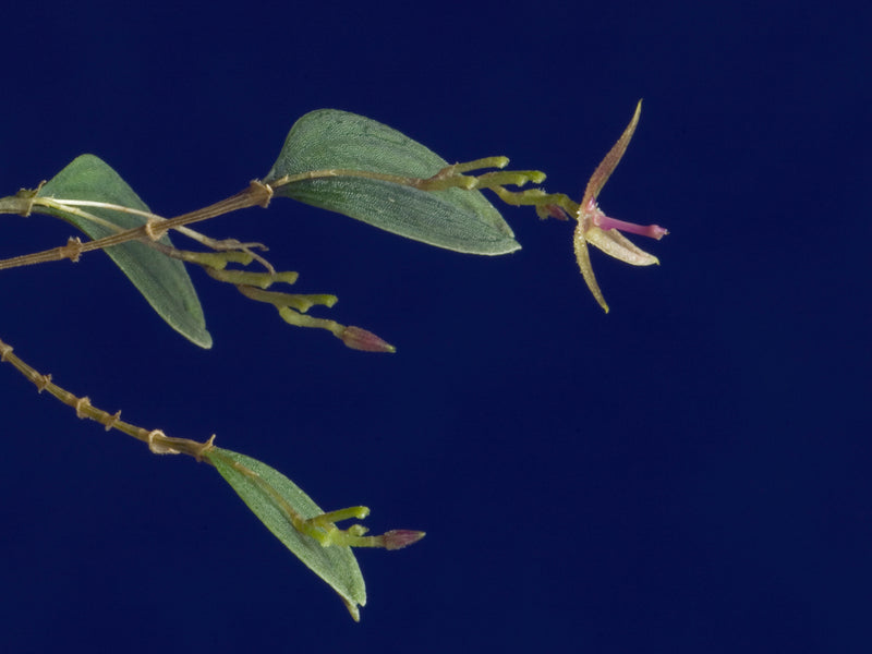 Lepanthes equus-frisiae OP in vitro