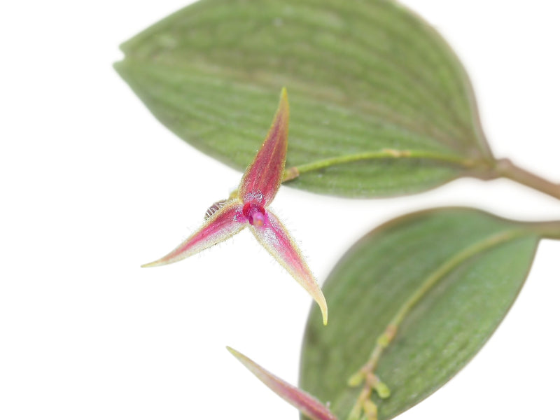 Lepanthes equus-frisiae OP in vitro