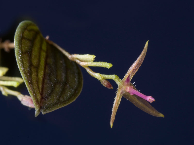 Lepanthes equus-frisiae OP in vitro