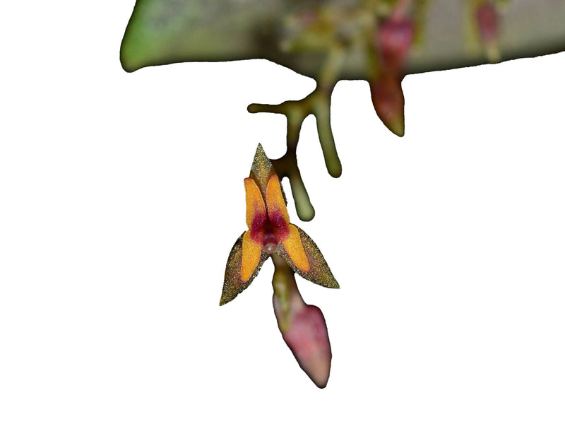Lepanthes eros