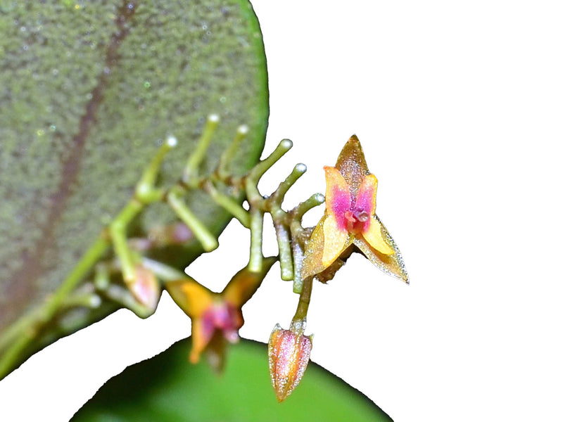 Lepanthes eros