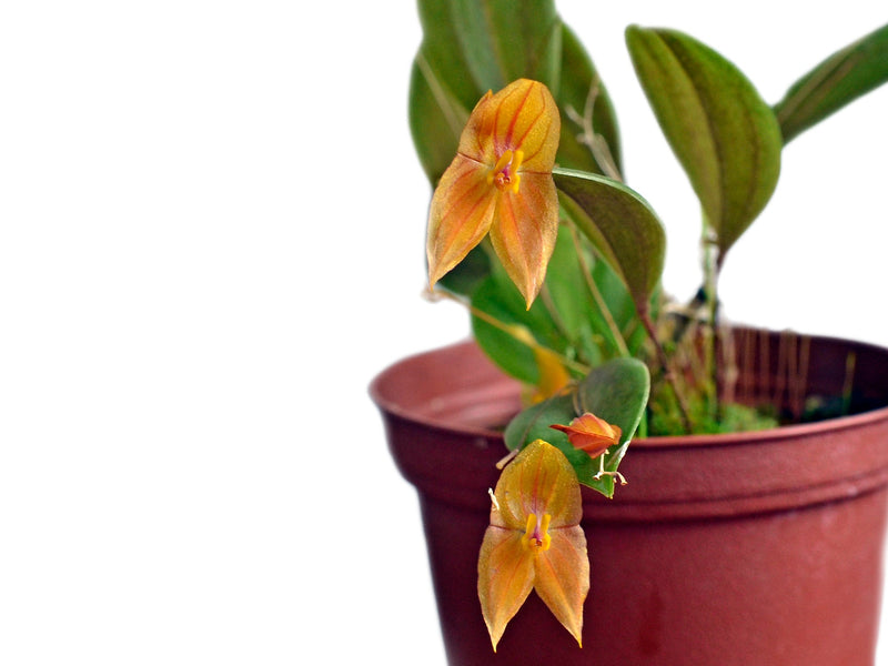 Lepanthes escobariana x Lepanthes niesseniae