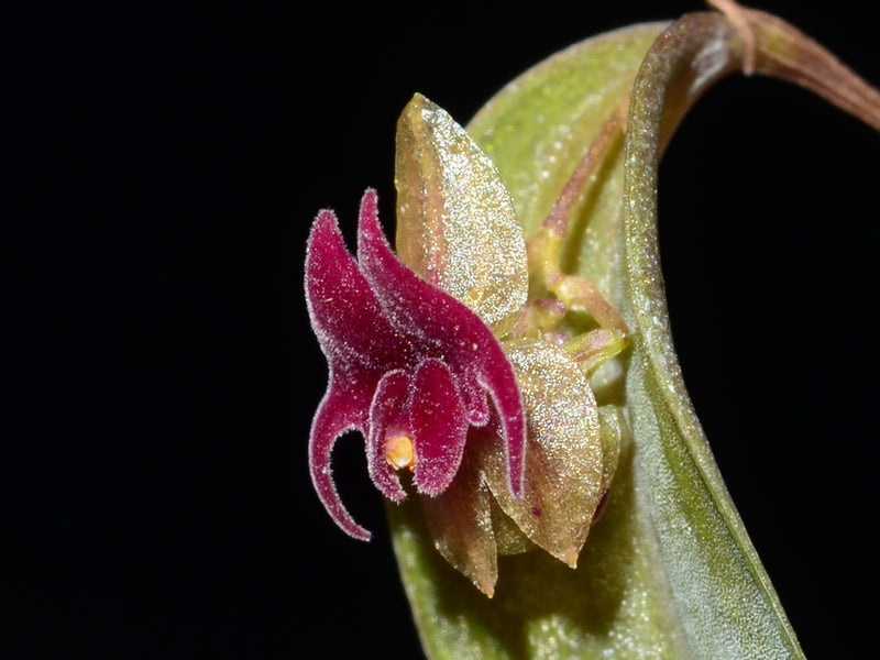 Lepanthes expansa OP in vitro