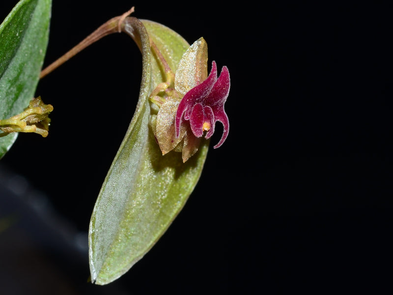 Lepanthes expansa OP in vitro