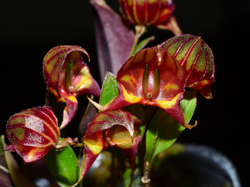 Lepanthes felis