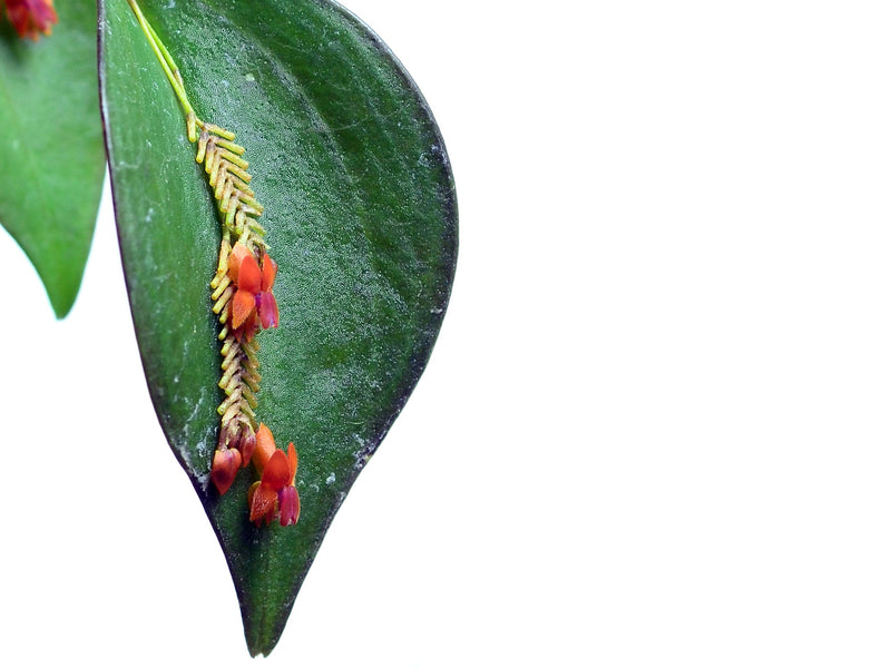 Lepanthes fimbriata