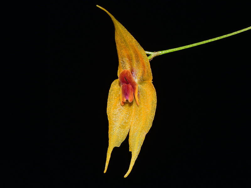 Lepanthes guatemalensis