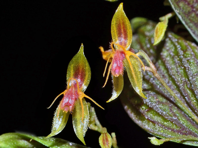Lepanthes hexapus