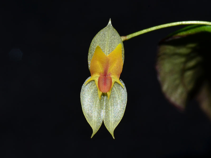 Lepanthes jackinpyxa OP in vitro