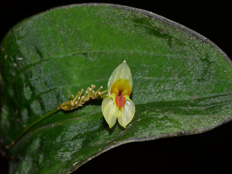 Lepanthes jackinpyxa OP in vitro