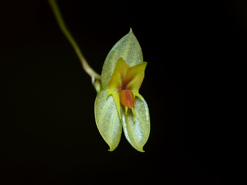 Lepanthes jackinpyxa OP in vitro