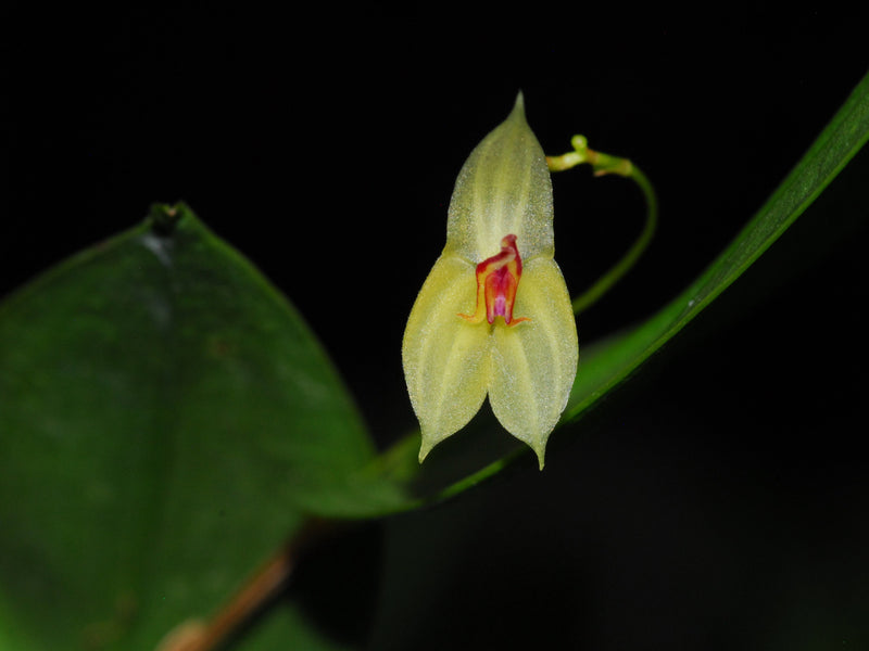 Lepanthes ligiae