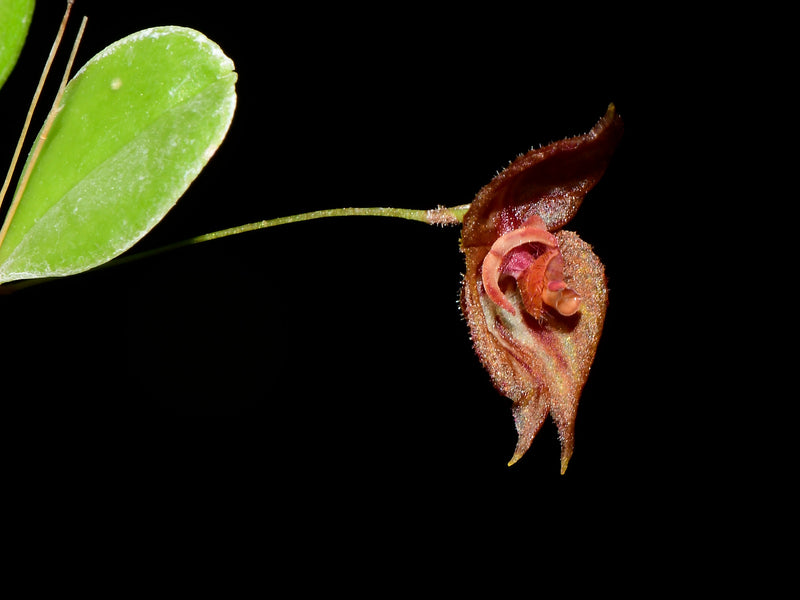 Lepanthes mulleriana