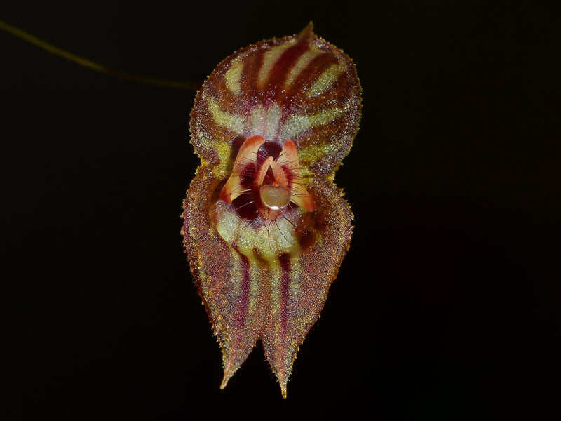Lepanthes mulleriana