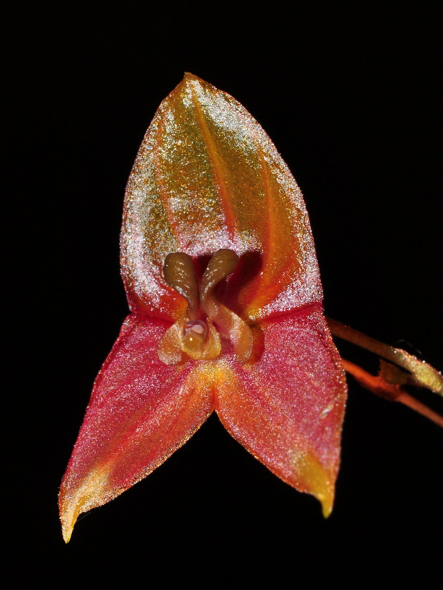 Lepanthes niesseniae