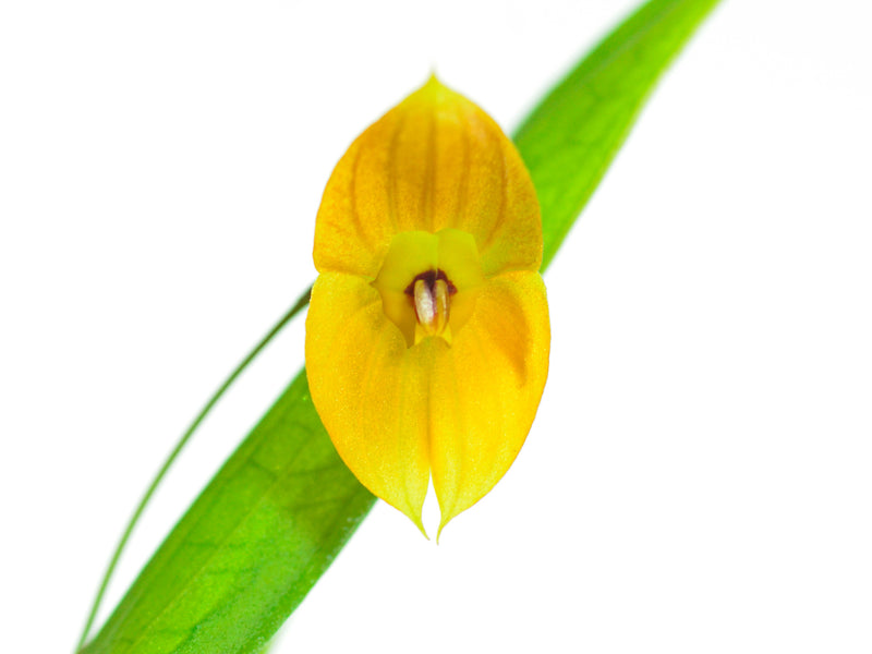 Lepanthes ophelma