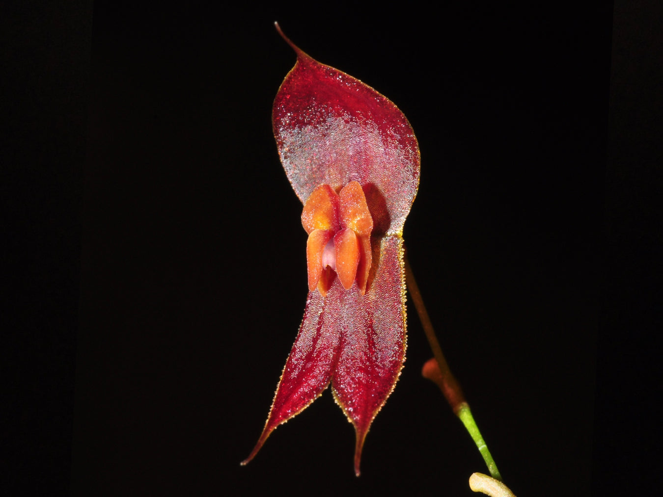 OrchiPack